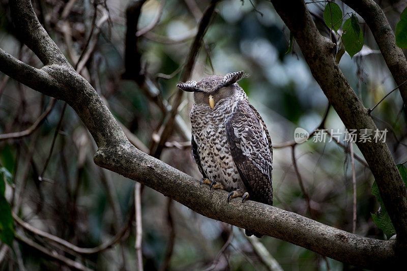 鹰鸮鸟:亚成年斑腹鹰鸮(Bubo nipalensis)，又称森林鹰鸮。